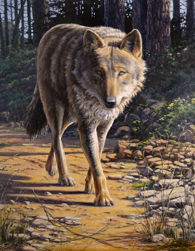Lobo ibérico / Iberian wolf / canis lupus signatus - Óleo sobre lienzo / oil painting on canvas – © Lucía Gómez Serra - No disponible a la venta