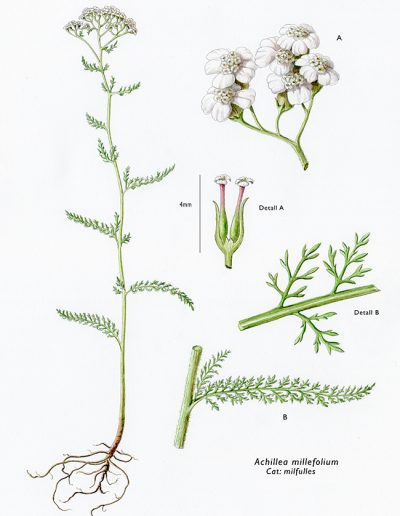 Achillea millefolium / Milhojas