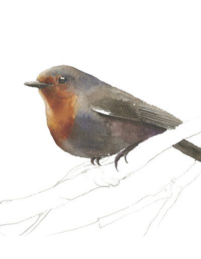 Petirrojo europeo / European robin / Erithacus rubecula – Acuarela / watercolour – © Lucía Gómez Serra