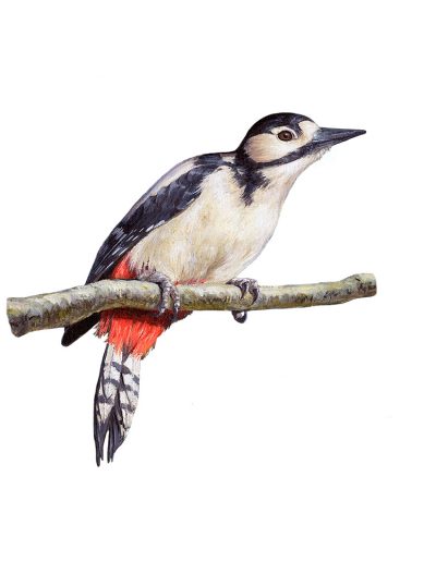 Pico picapinos hembra / Great spotted woodpecker / Dendrocopos major – Acrílico / acrylics © Lucía Gómez Serra