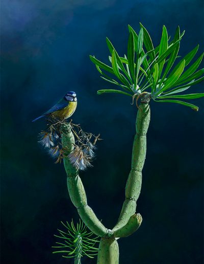 Herrerillo africano (parus teneriffae) y verode (senecio kleinia) - Pintura al óleo / Oil painting - © Lucía Gómez Serra